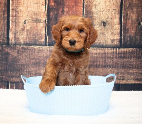 7 week old Australian Labradoodle in a blue basket.