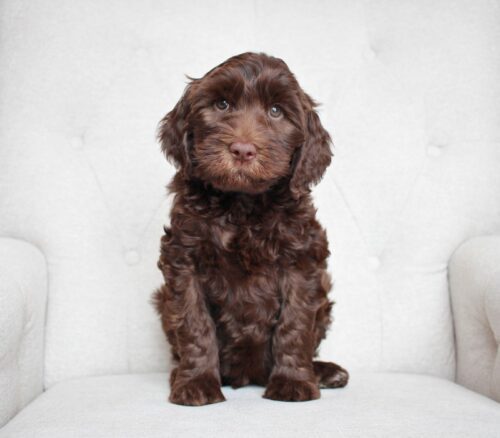 Chocolate Australian Labradoodle at 7 weeks.
