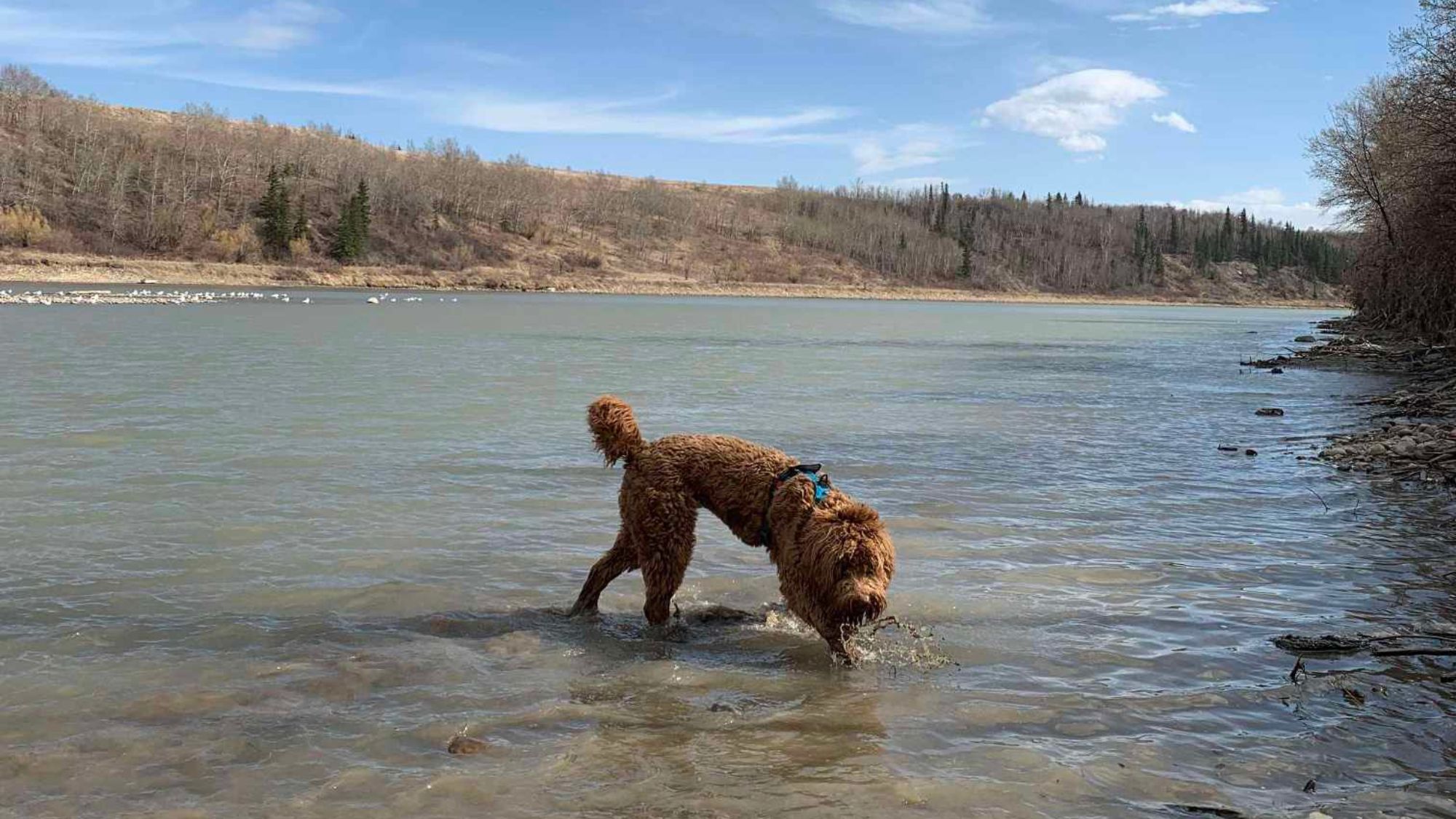 Caramel Australian Labradoodle swimming in the river.