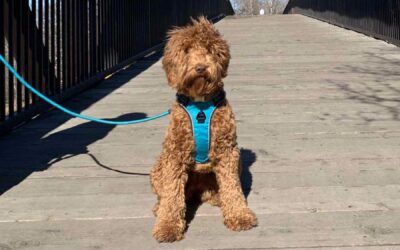 Caramel Australian Labradoodle sitting on a bridge.