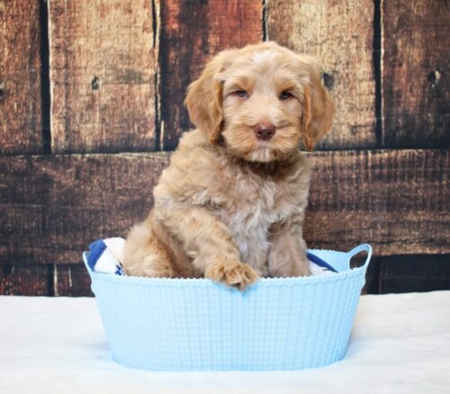7 week old Australian Labradoodle puppy in a blue basket.