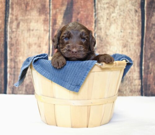 4 week old chocolate Australian Labradoodle in a basket.