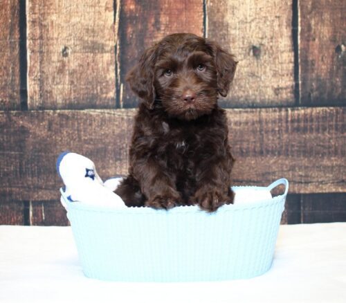 7 week old Australian Labradoodle puppy in a blue basket.