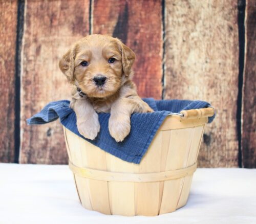 4 week old caramel Australian Labradoodle in a basket.
