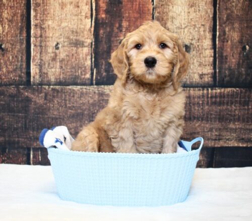 7 week old Australian Labradoodle puppy in a blue basket.