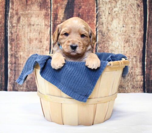 4 week old caramel Australian Labradoodle in a basket.
