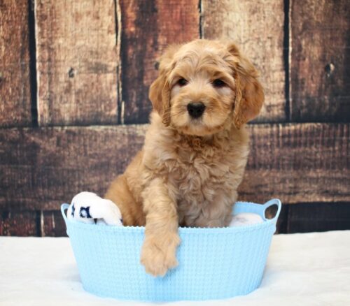 7 week old Australian Labradoodle puppy in a blue basket.