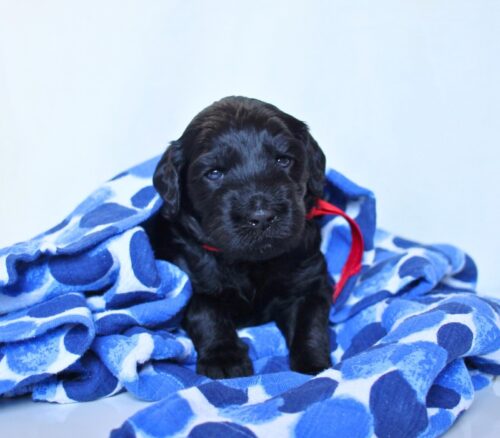 3 week old black Australian Labradoodle puppy in a blue blanket.