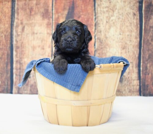 4 week old black Australian Labradoodle in a basket.