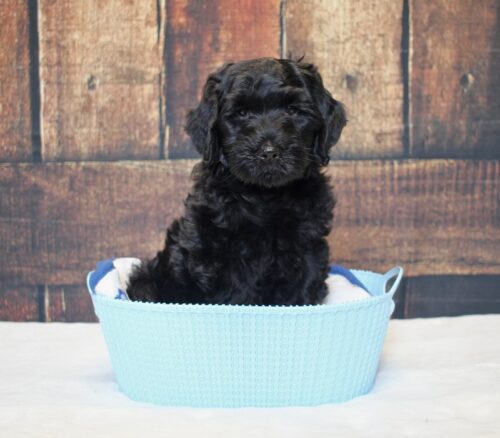 7 week old Australian Labradoodle puppy in a blue basket.