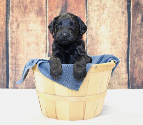 4 week old black Australian Labradoodle in a basket.