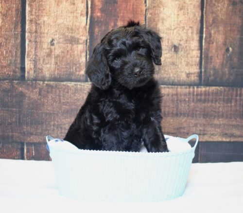7 week old Australian Labradoodle puppy in a blue basket.