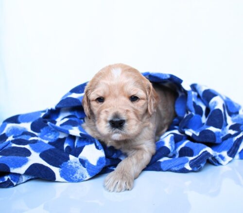 3 week old caramel Australian Labradoodle puppy in a blue blanket.
