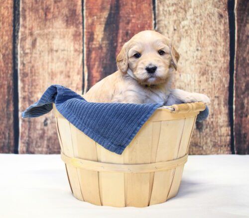 4 week old caramel Australian Labradoodle in a basket.