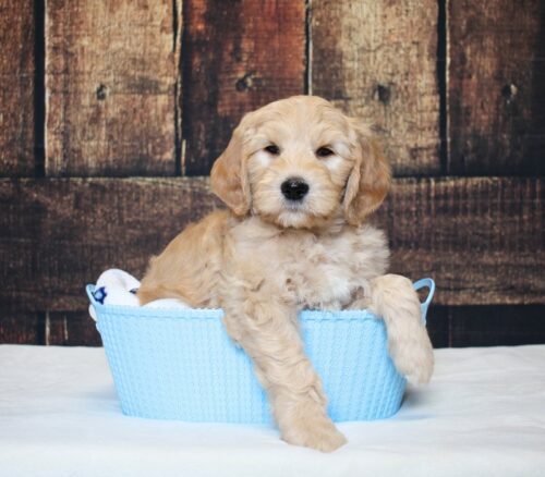 7 week old Australian Labradoodle puppy in a blue basket.