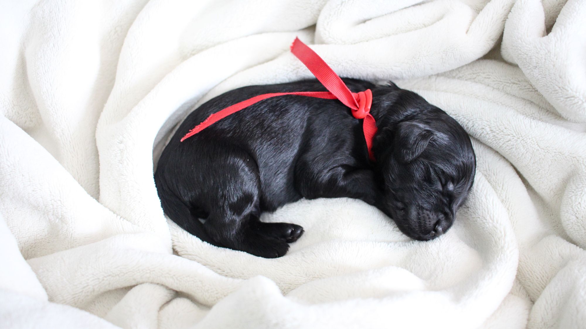 1 week old black Australian Labradoodle puppy in a blanket.