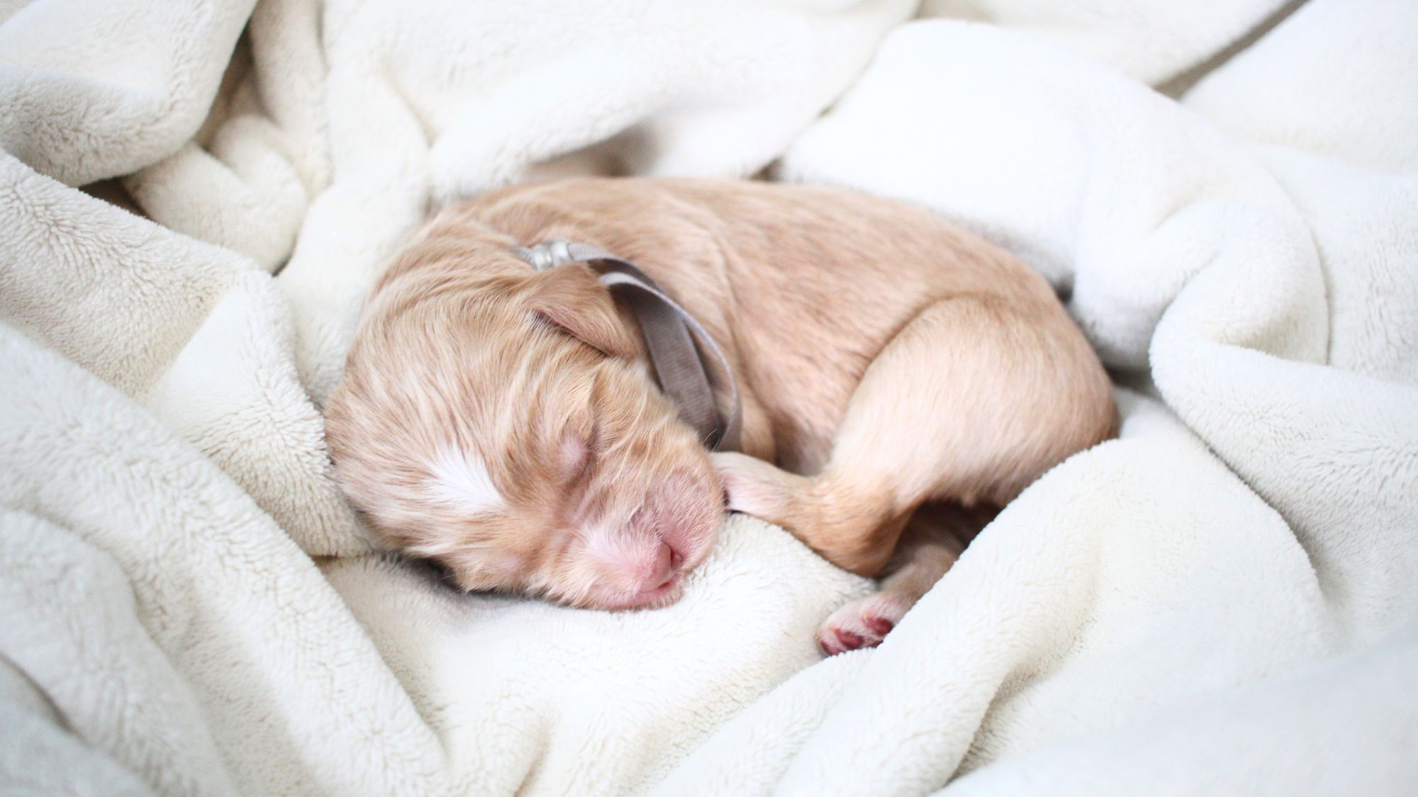 1 week old caramel Australian Labradoodle puppy in a blanket.