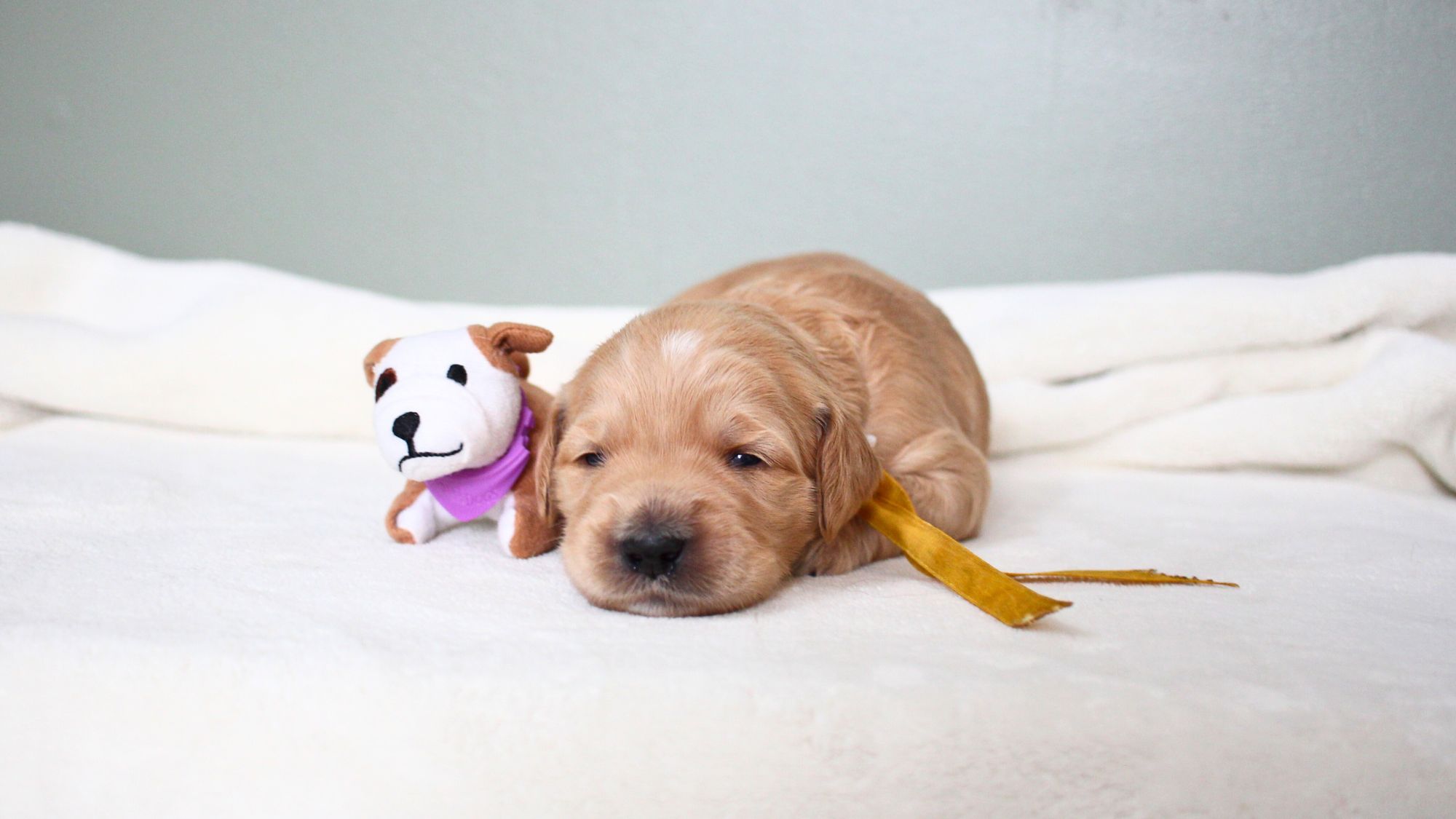 2 week old cream Australian Labradoodle puppy.