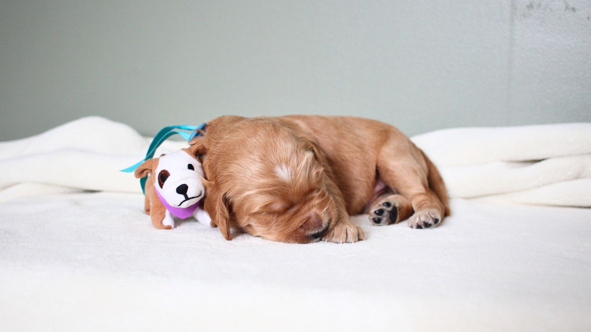 2 week old apricot Australian Labradoodle puppy.