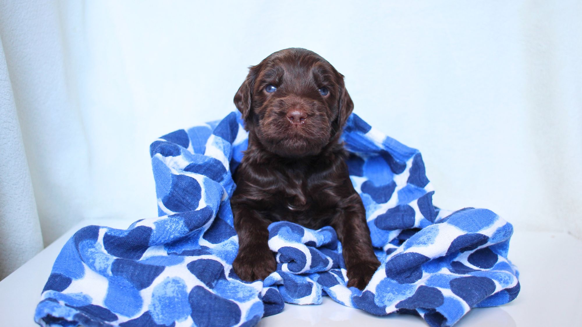 3 week old chocolate Australian Labradoodle.