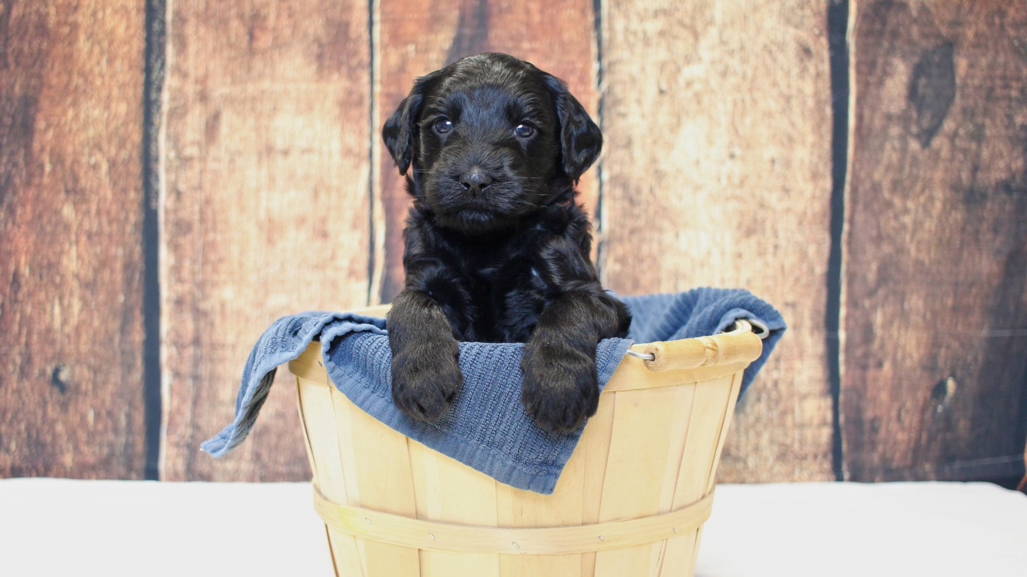 4 week old black Australian Labradoodle puppy.
