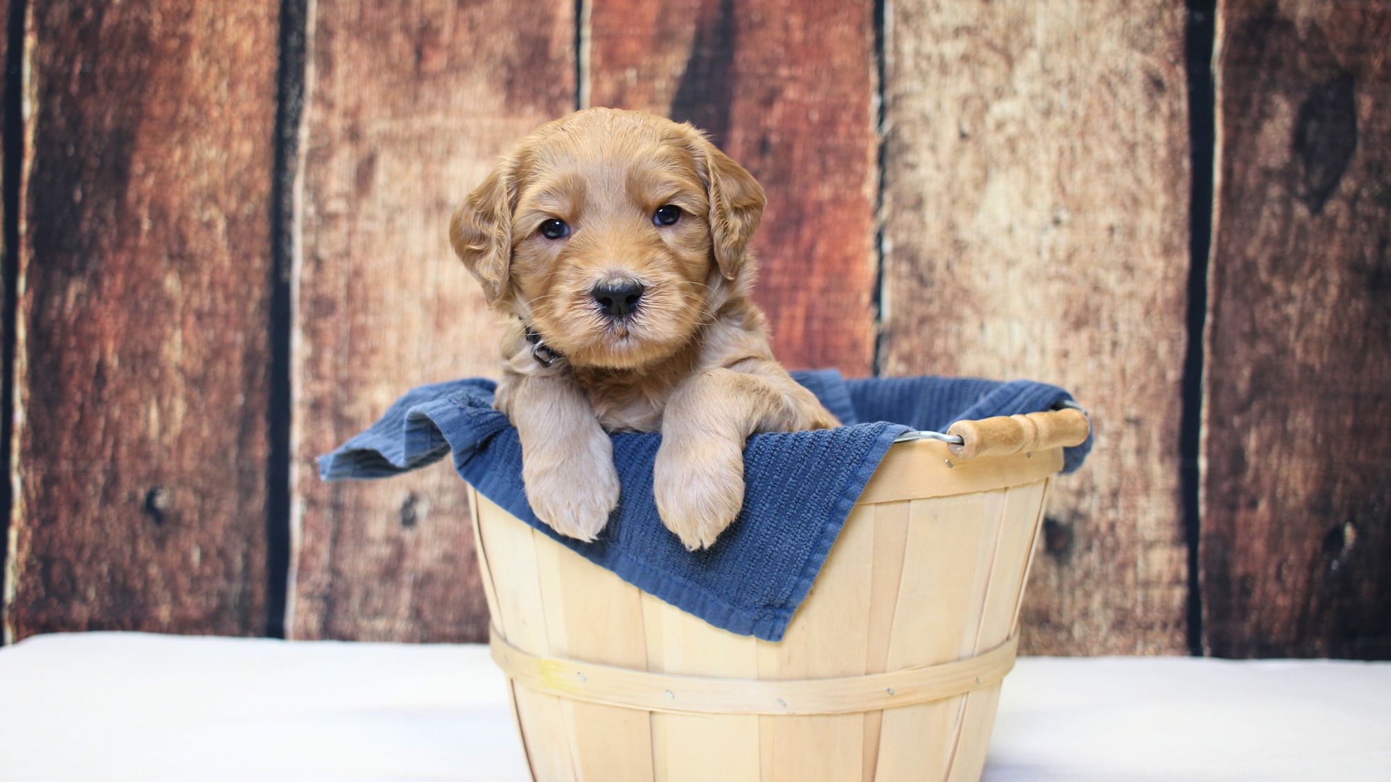 4 week old apricot Australian Labradoodle puppy.