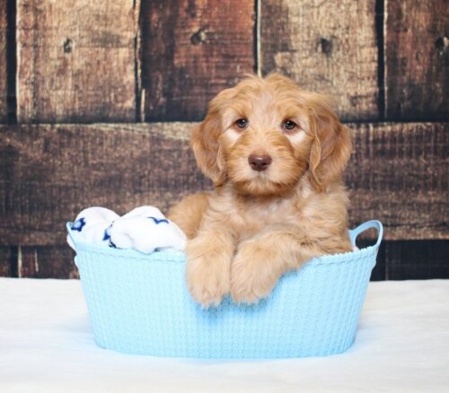 7 week old Australian Labradoodle puppy in a blue basket.