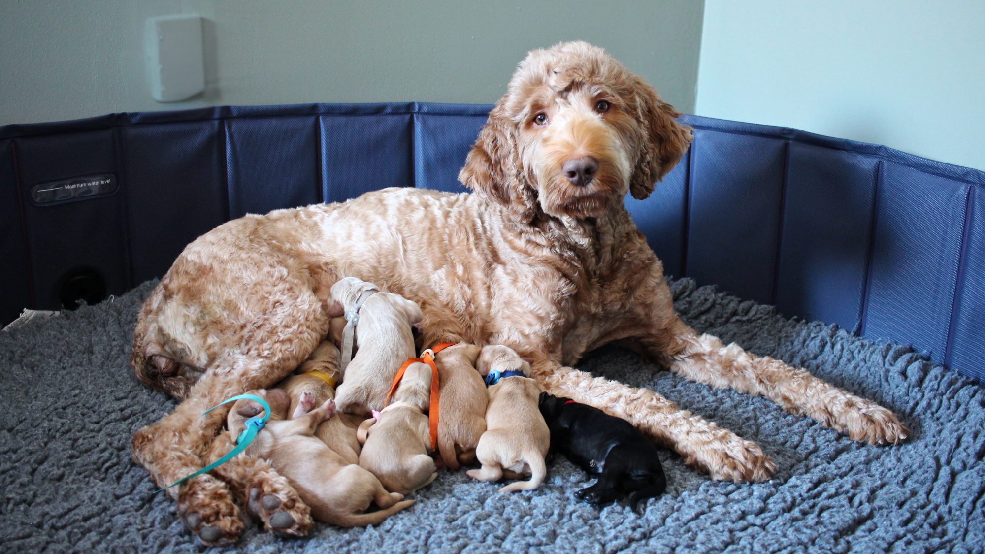 An Australian Labradoodle with her litter of 10 newborn puppies.