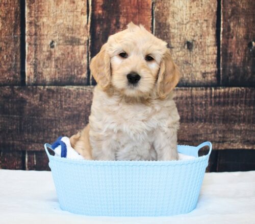 7 week old Australian Labradoodle puppy in a blue basket.