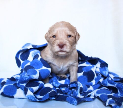 3 week old caramel Australian Labradoodle puppy in a blue blanket.