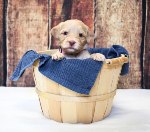 4 week old caramel Australian Labradoodle in a basket.