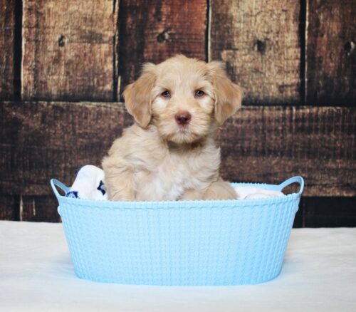 7 week old Australian Labradoodle puppy in a blue basket.
