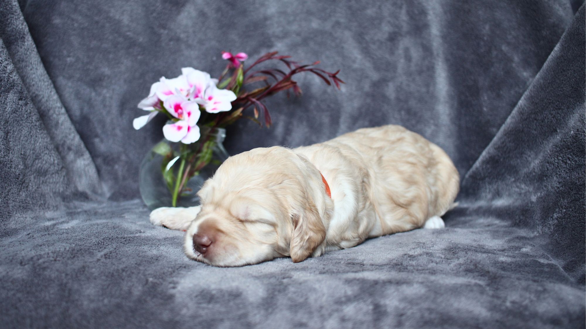 2 week old caramel Australian Labradoodle puppy.
