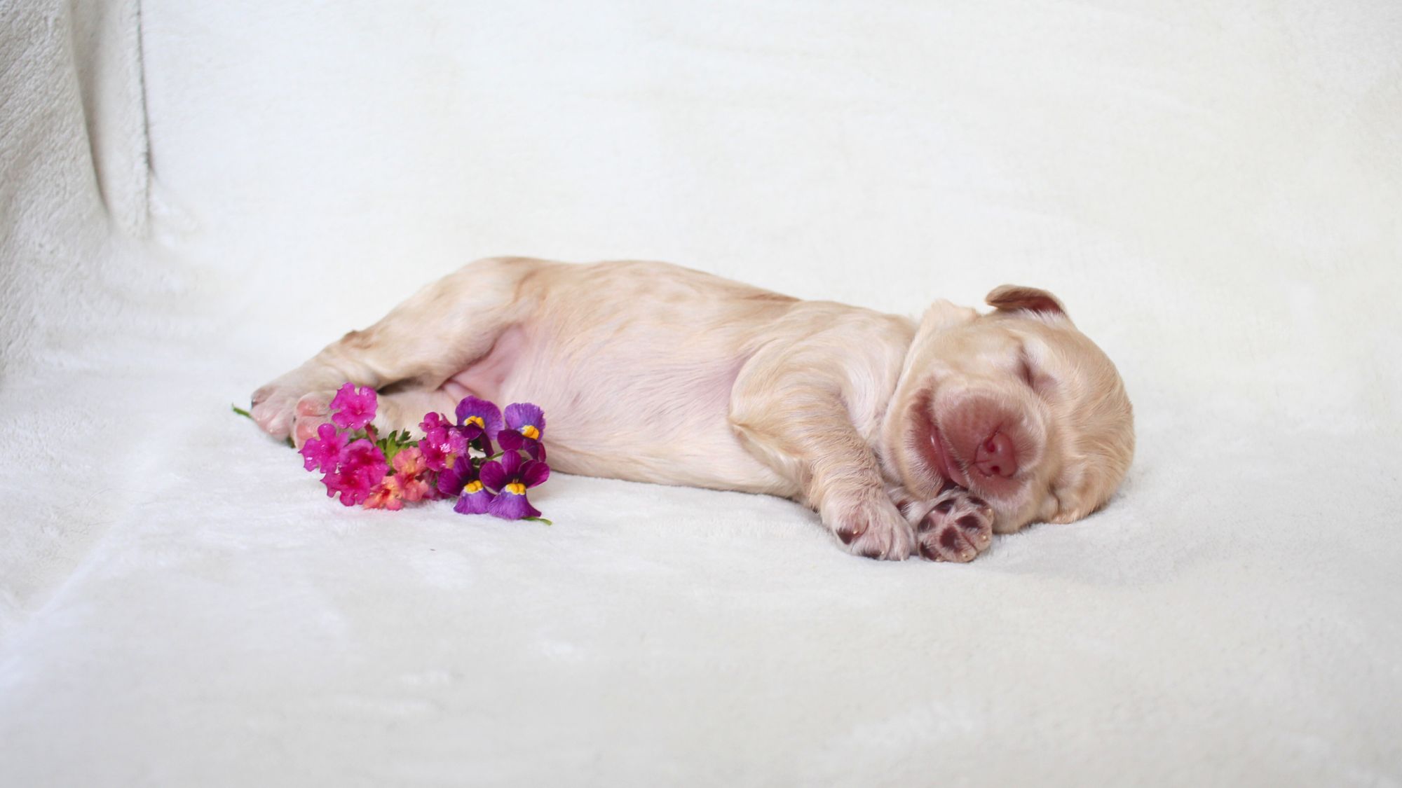 1 week old caramel Australian Labradoodle puppy.