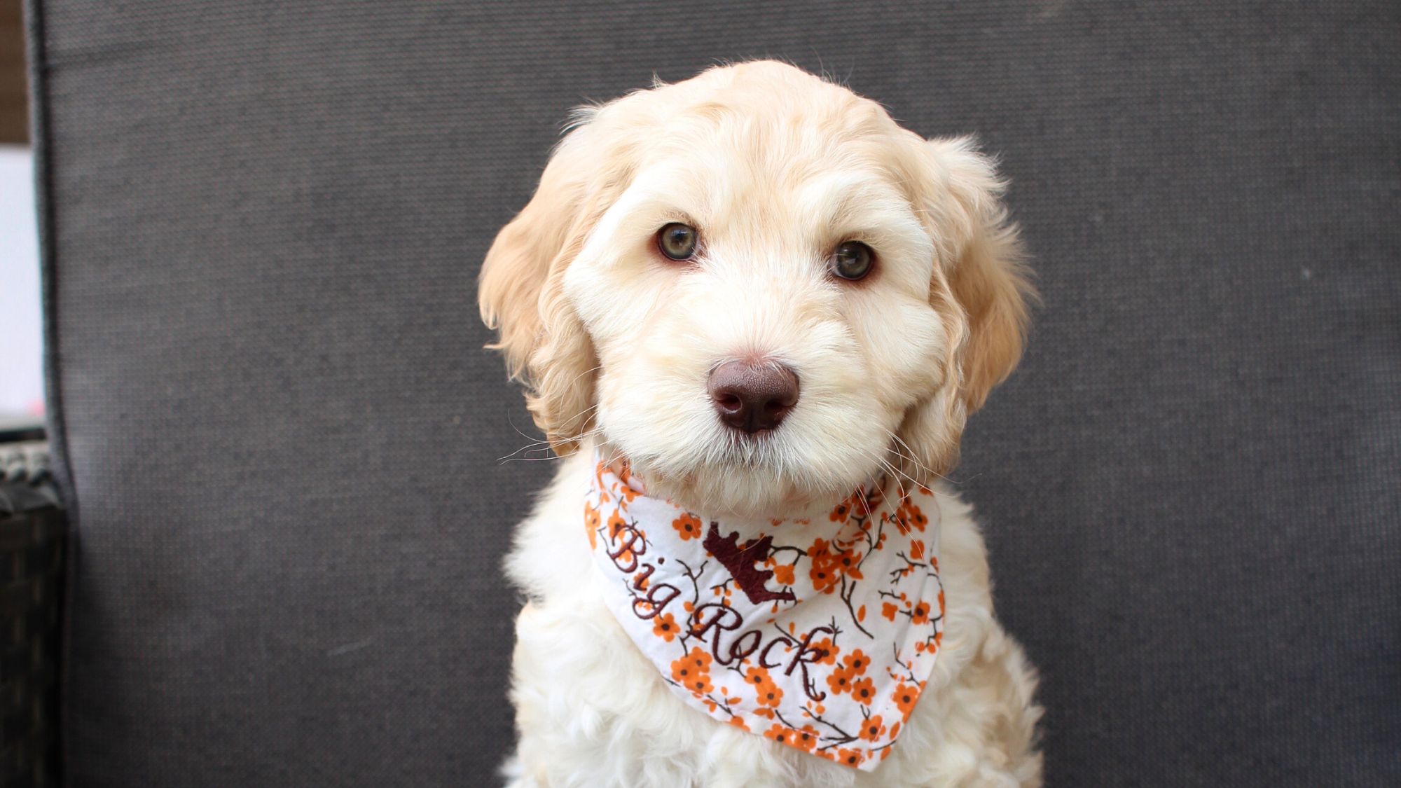 7 week old caramel Australian Labradoodle puppy.