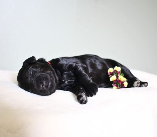 1 week old black Australian Labradoodle with a flower.