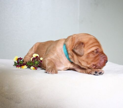 1 week old caramel Australian Labradoodle with a flower.