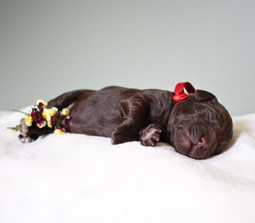 1 week old chocolate Australian Labradoodle with a flower.