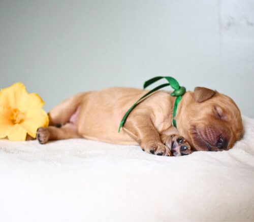 1 week old caramel Australian Labradoodle with a flower.
