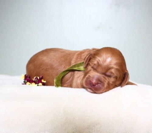 1 week old caramel Australian Labradoodle with a flower.