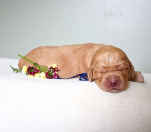 1 week old caramel Australian Labradoodle with a flower.