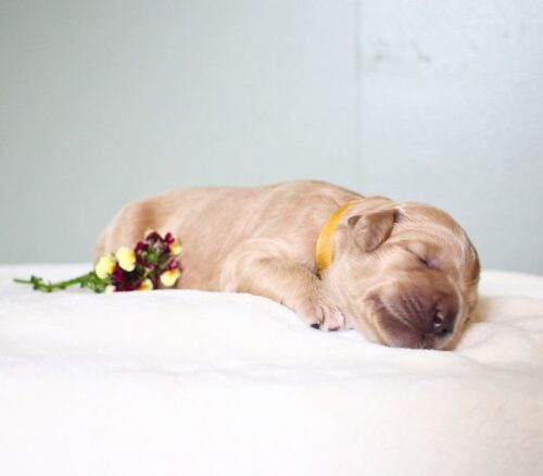 1 week old caramel Australian Labradoodle with a flower.