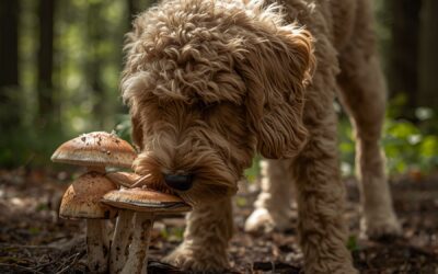 Mushrooms for Dogs: Evidence, Which Ones Work, and How to Dose Them