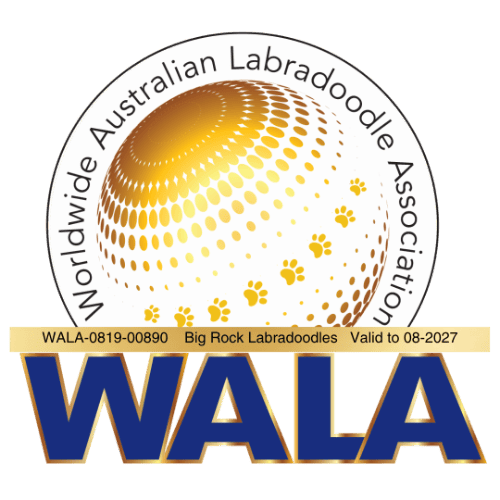 2026 WALA badge for Big Rock Labradoodles